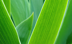 leaves wallpapers hq noise 1920 1200 desktop posts